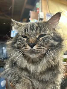 missing cat - Photo 2