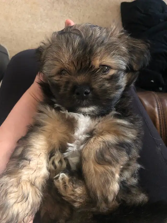 2 male Shitzu/Morkie with a tiny bit of Pom pups ready for you!