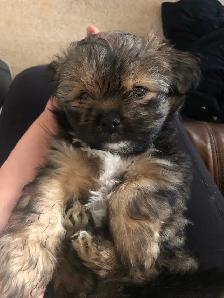 2 male Shitzu/Morkie with a tiny bit of Pom pups ready for you!