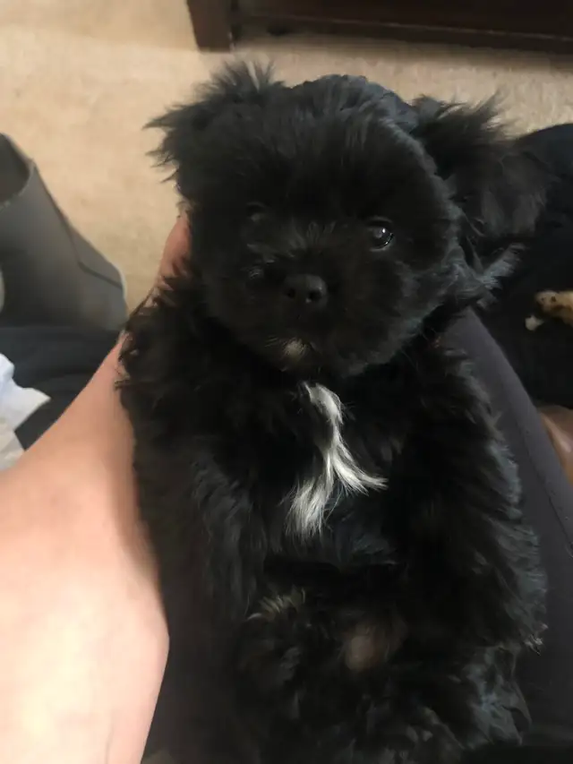 2 male Shitzu/Morkie with a tiny bit of Pom pups ready for you! - Photo 2