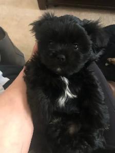 2 male Shitzu/Morkie with a tiny bit of Pom pups ready for you! - Photo 2