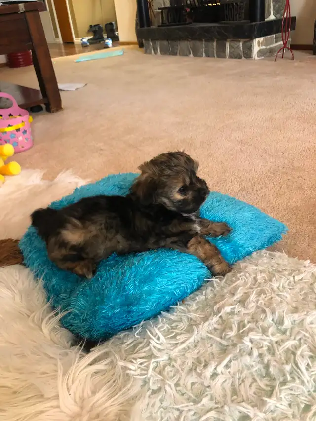 2 male Shitzu/Morkie with a tiny bit of Pom pups ready for you! - Photo 3