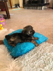 2 male Shitzu/Morkie with a tiny bit of Pom pups ready for you! - Photo 3