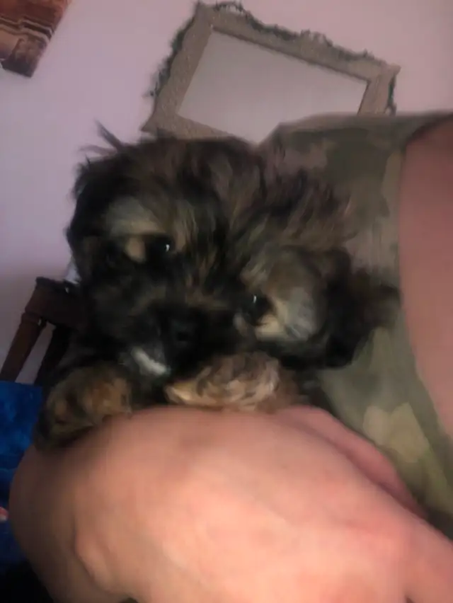 2 male Shitzu/Morkie with a tiny bit of Pom pups ready for you! - Photo 4