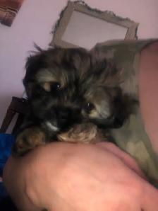2 male Shitzu/Morkie with a tiny bit of Pom pups ready for you! - Photo 4