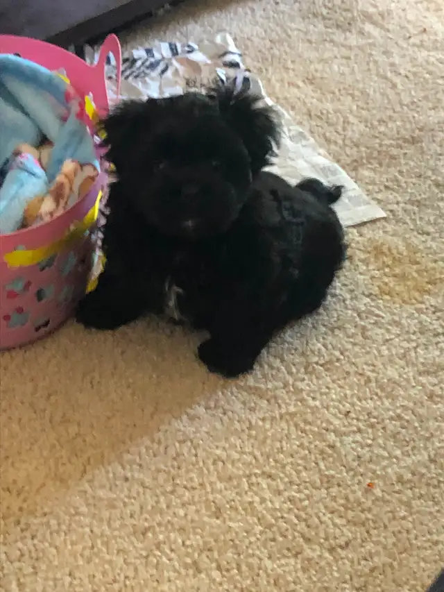 2 male Shitzu/Morkie with a tiny bit of Pom pups ready for you! - Photo 5