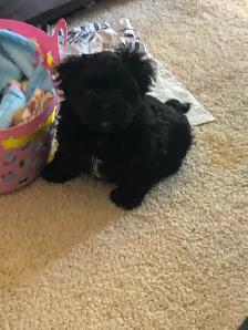 2 male Shitzu/Morkie with a tiny bit of Pom pups ready for you! - Photo 5
