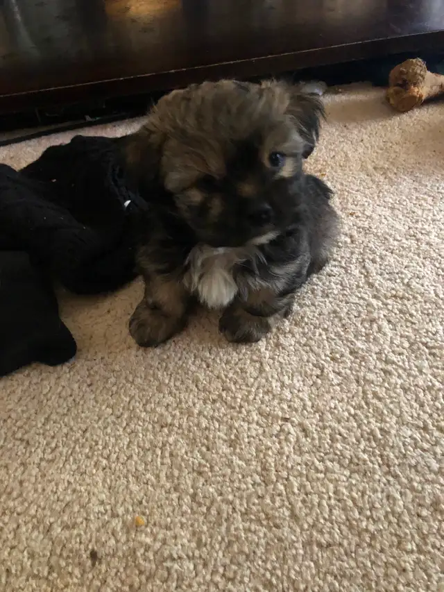 2 male Shitzu/Morkie with a tiny bit of Pom pups ready for you! - Photo 6