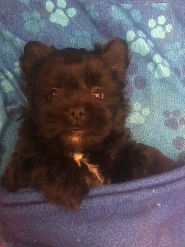 2 male Shitzu/Morkie with a tiny bit of Pom pups ready for you! - Photo 8