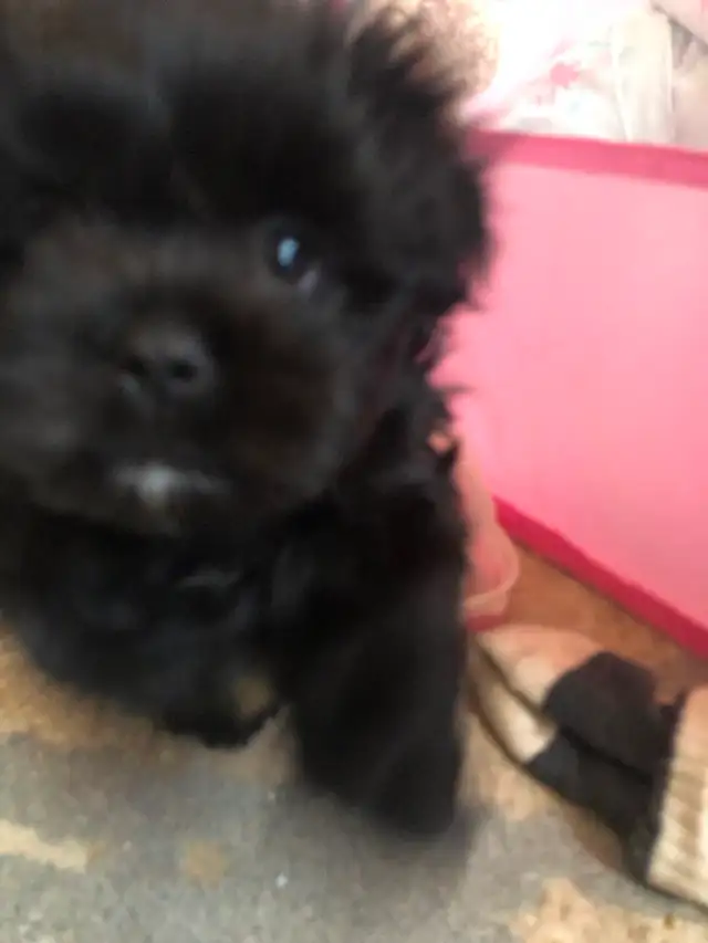 2 male Shitzu/Morkie with a tiny bit of Pom pups ready for you! - Photo 9
