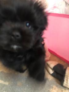 2 male Shitzu/Morkie with a tiny bit of Pom pups ready for you! - Photo 9