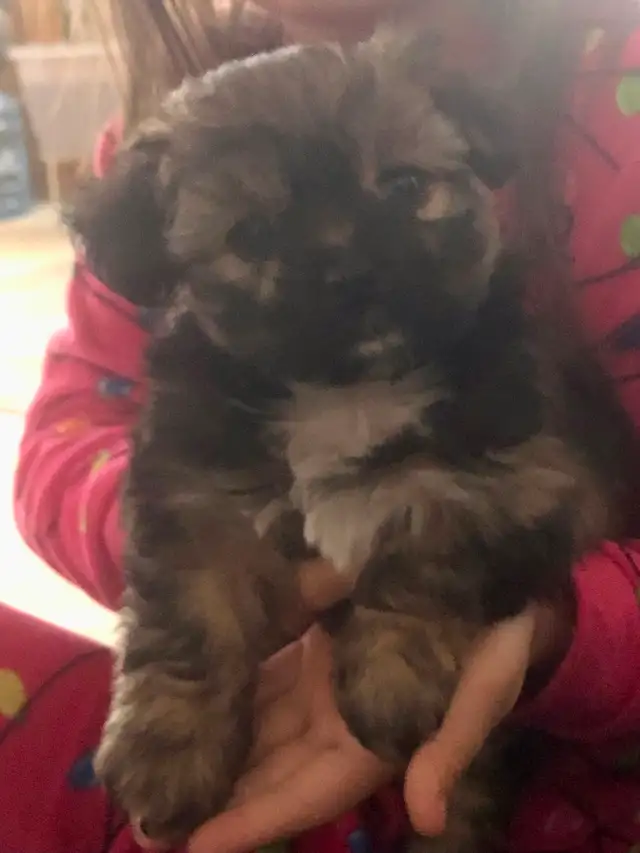 2 male Shitzu/Morkie with a tiny bit of Pom pups ready for you! - Photo 10