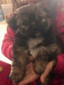 2 male Shitzu/Morkie with a tiny bit of Pom pups ready for you! - Photo 10