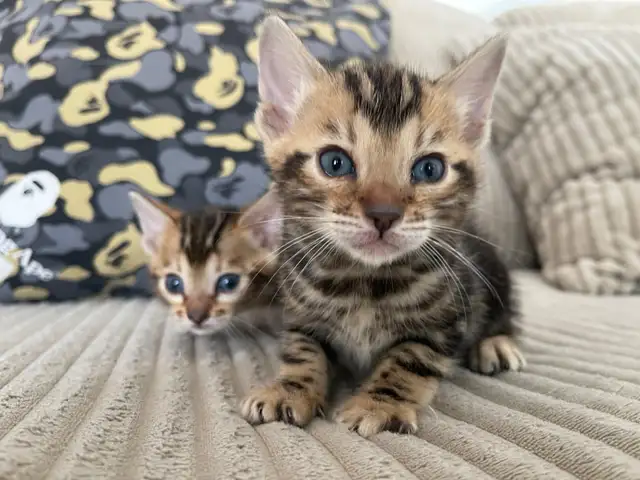 bebe bengal