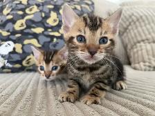 bebe bengal