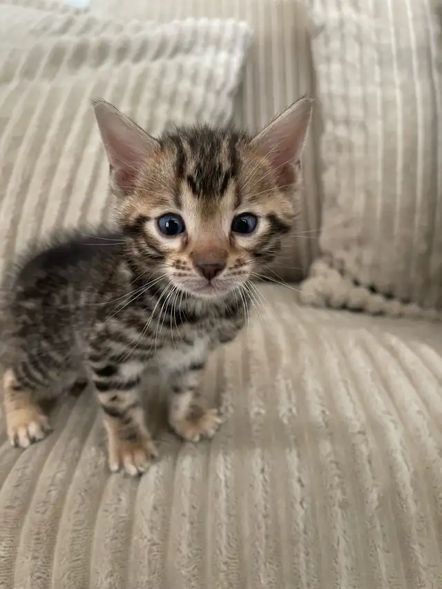 bebe bengal - Photo 2
