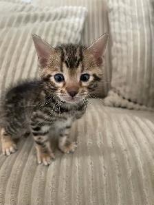 bebe bengal - Photo 2