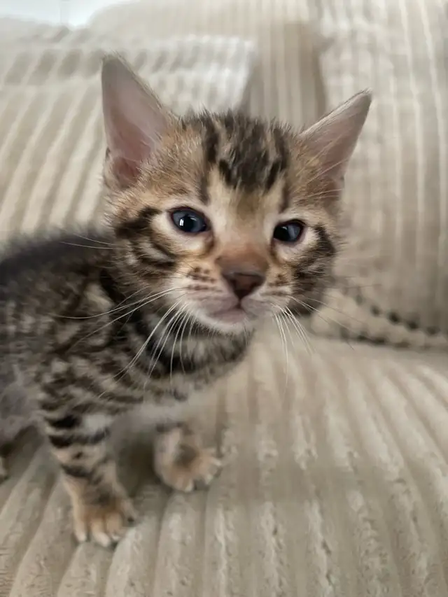 bebe bengal - Photo 3