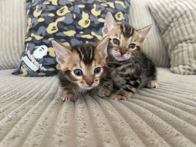 bebe bengal - Photo 4