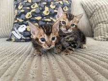 bebe bengal - Photo 4