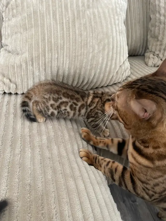 bebe bengal - Photo 5