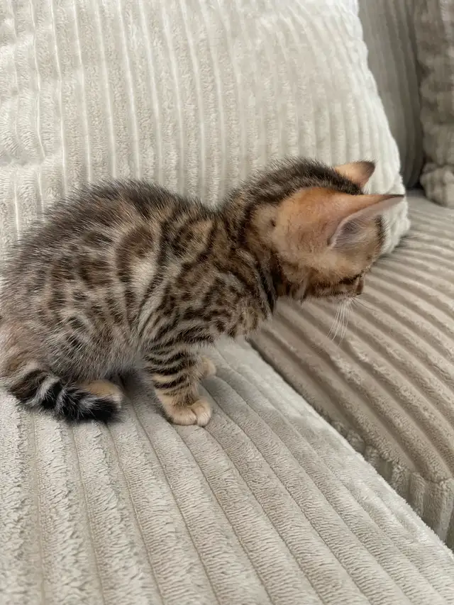 bebe bengal - Photo 6