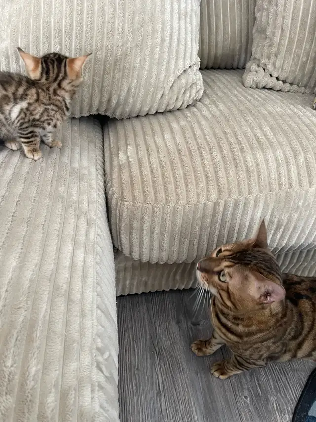 bebe bengal - Photo 7
