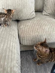 bebe bengal - Photo 7