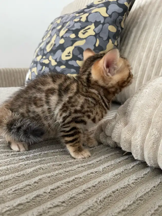 bebe bengal - Photo 8