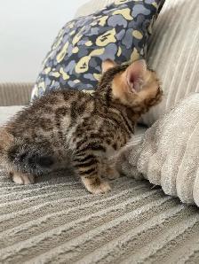 bebe bengal - Photo 8