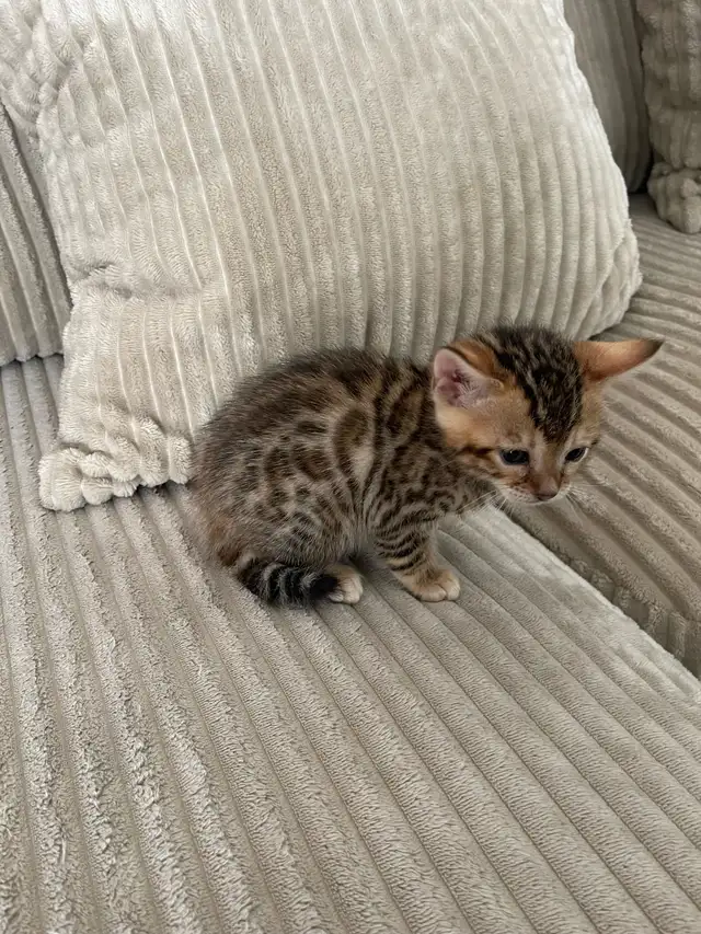 bebe bengal - Photo 9