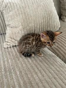 bebe bengal - Photo 9