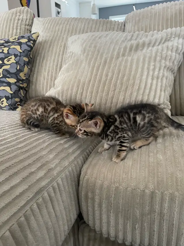 bebe bengal - Photo 10