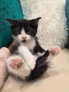 Adorable kittens ⭐️ (416) 637-5990 Only one Left
