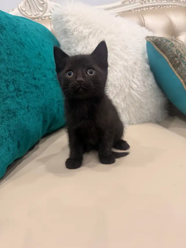 Adorable kittens ⭐️ (416) 637-5990 Only one Left - Photo 2