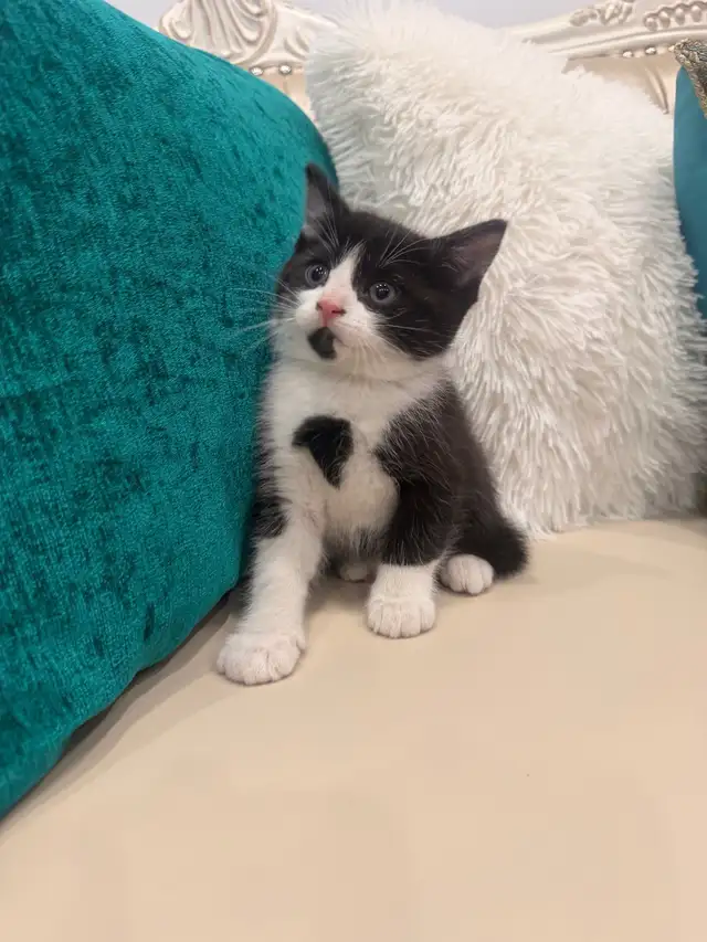 Adorable kittens ⭐️ (416) 637-5990 Only one Left - Photo 3
