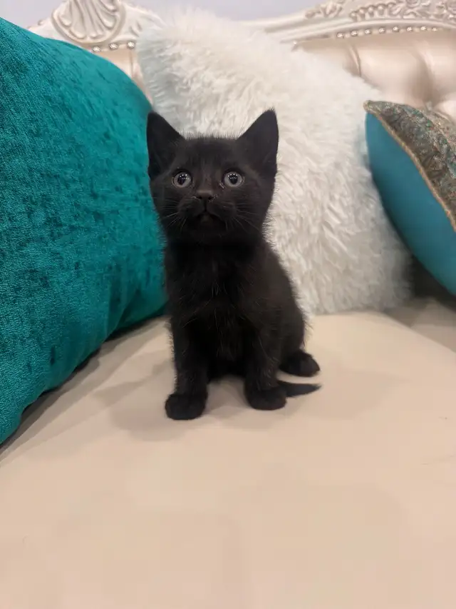 Adorable kittens ⭐️ (416) 637-5990 Only one Left - Photo 4