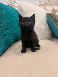 Adorable kittens ⭐️ (416) 637-5990 Only one Left - Photo 4