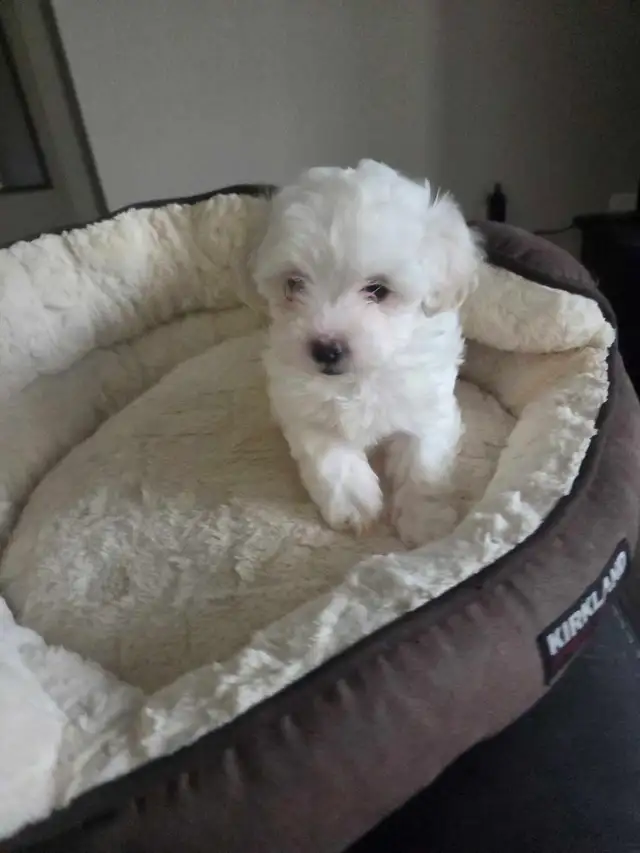 Shih Tzu / Maltese ready for adoption born March 11th