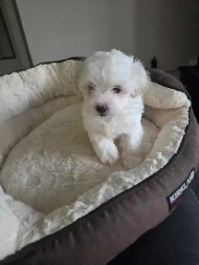 Shih Tzu / Maltese ready for adoption born March 11th