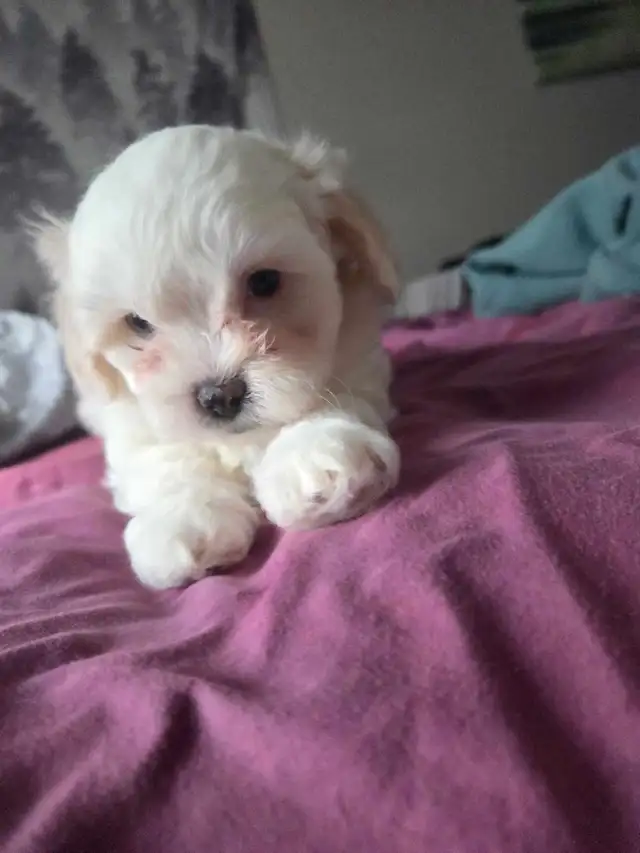 Shih Tzu / Maltese ready for adoption born March 11th - Photo 2