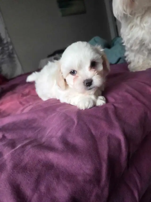 Shih Tzu / Maltese ready for adoption born March 11th - Photo 3