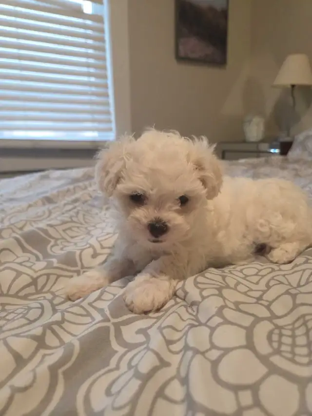 Shih Tzu / Maltese ready for adoption born March 11th - Photo 4