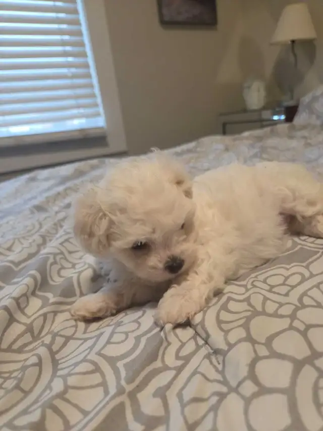Shih Tzu / Maltese ready for adoption born March 11th - Photo 5