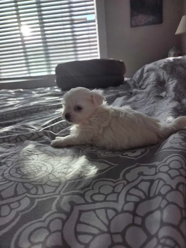 Shih Tzu / Maltese ready for adoption born March 11th - Photo 6