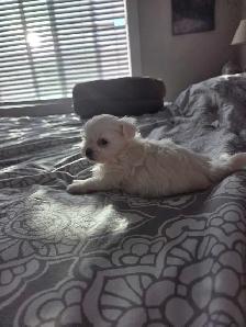 Shih Tzu / Maltese ready for adoption born March 11th - Photo 6
