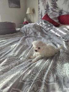 Shih Tzu / Maltese ready for adoption born March 11th - Photo 7
