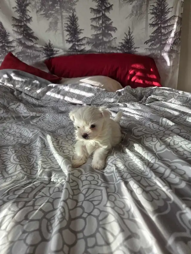 Shih Tzu / Maltese ready for adoption born March 11th - Photo 8