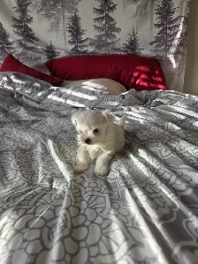 Shih Tzu / Maltese ready for adoption born March 11th - Photo 8