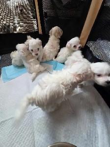 Shih Tzu / Maltese ready for adoption born March 11th - Photo 9